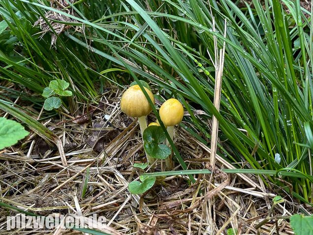 Goldmistpilz, Bolbitius titubans