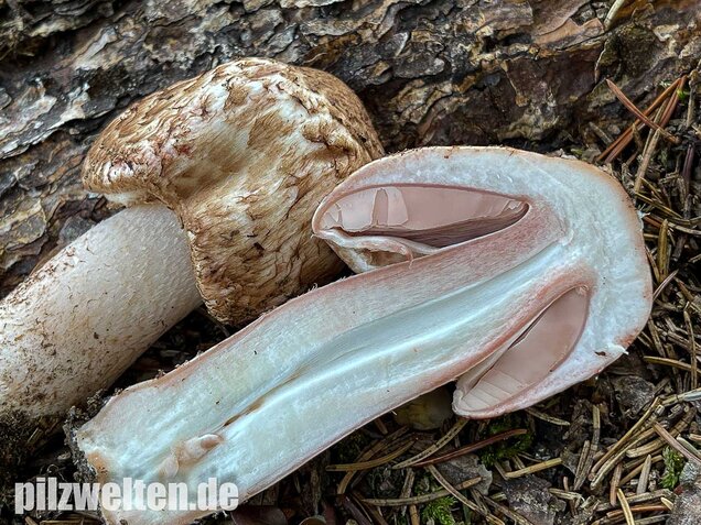 Großer Waldchampignon, Agaricus langei