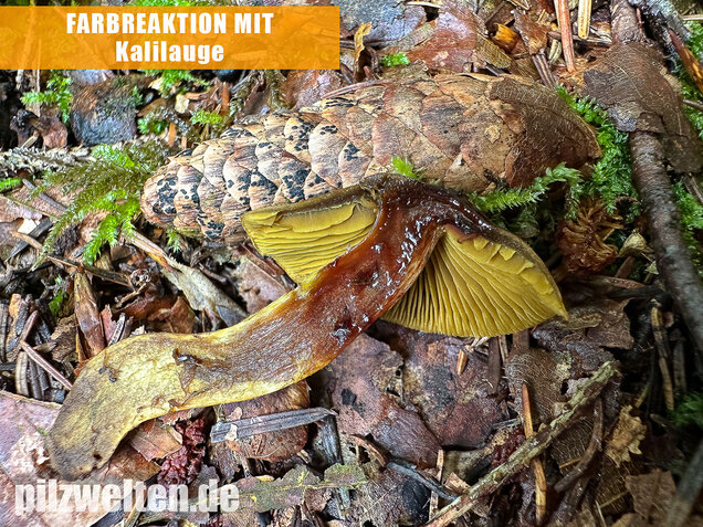 Grünblättriger Hautkopf, Hainbuchenhautkopf, Cortinarius olivaceofuscus