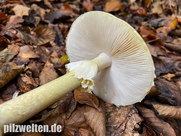Grüner Knollenblätterpilz, Amanita phalloides