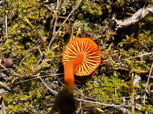 Kalkliebender Filzsaftling, Kalkholder Saftling, Hygrocybe calciphila
