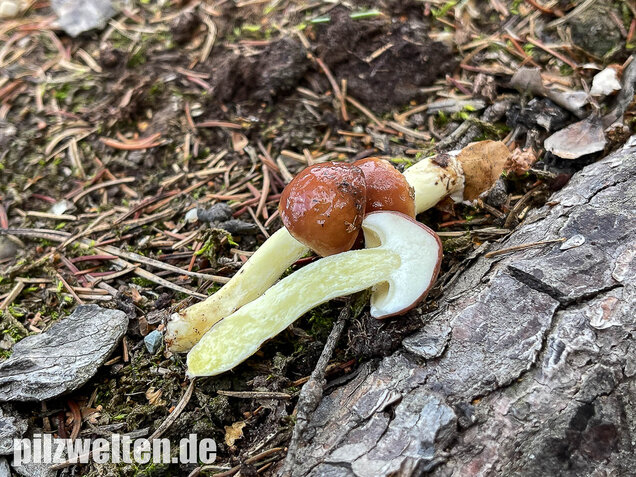 Körnchenröhrling, Suillus granulatus