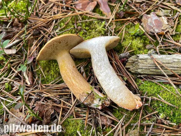 Kuhröhrling, Suillus bovinus