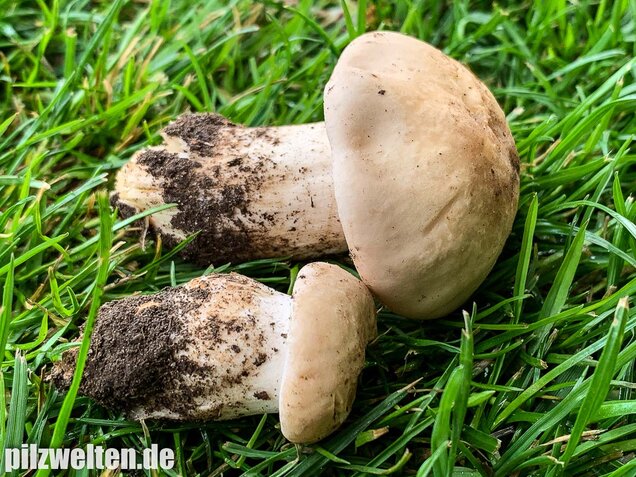 Mairitterling, Georgsritterling, Calocybe gambosa
