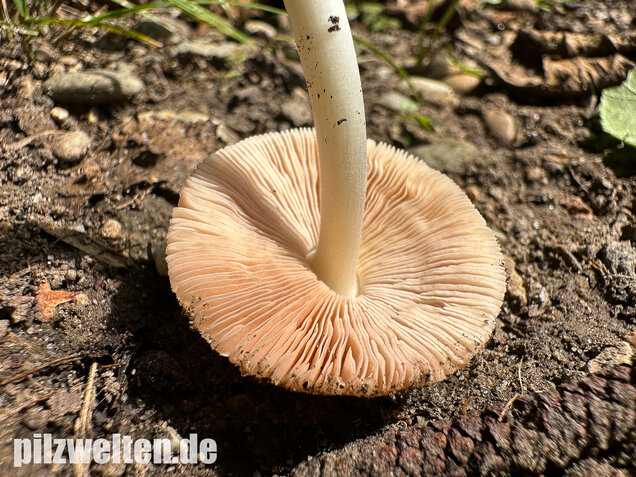 Mausgrauer Scheidling, Volvariella murinella