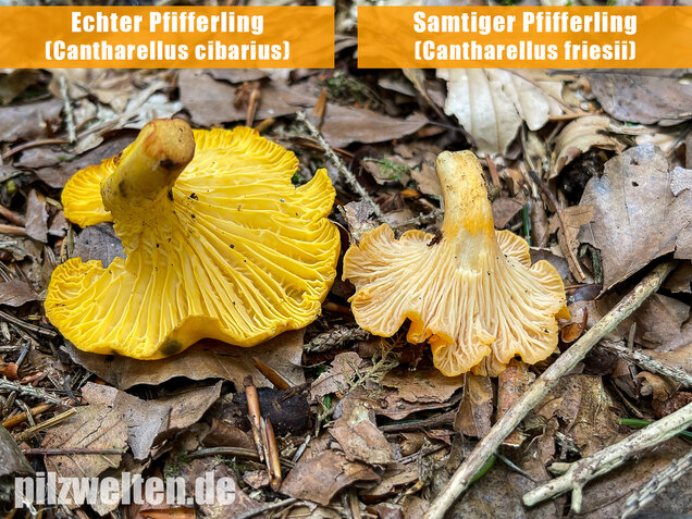 Echter Pfifferling, Cantharellus cibarius