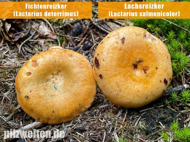Fichtenreizker, Lactarius deterrimus