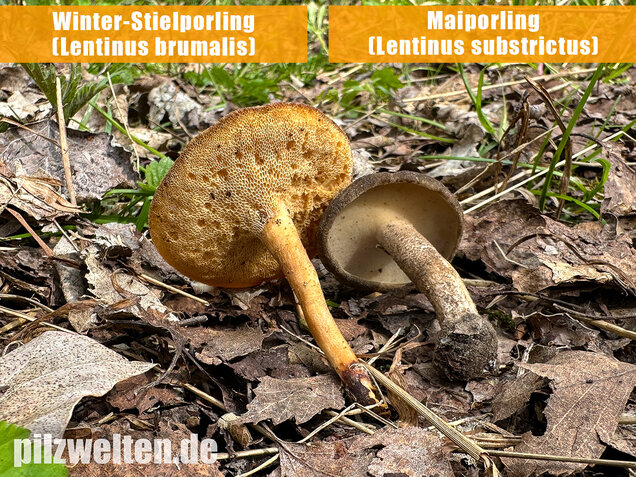 Maiporling, Bewimperter Stielporling, Lentinus substrictus