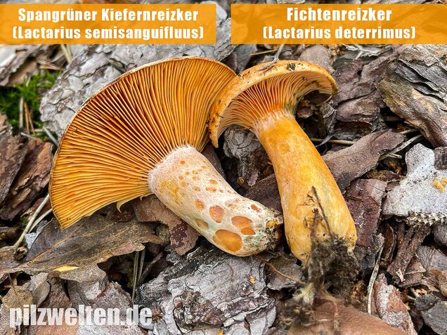 Spangrüner Kiefernreizker, Lactarius semisanguifluus