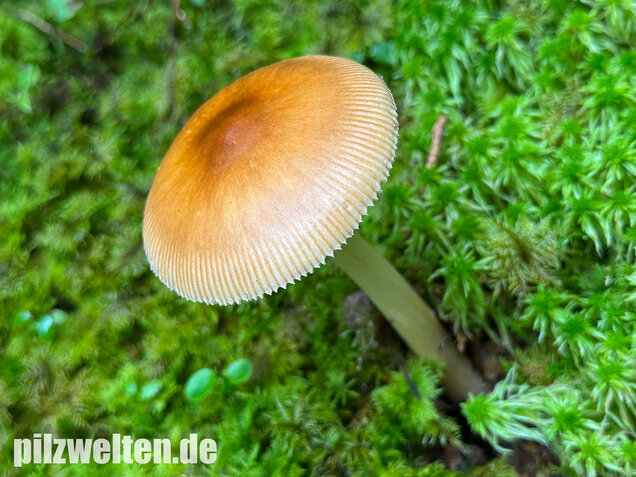 Rotbrauner Scheidenstreifling, Amanita fulva