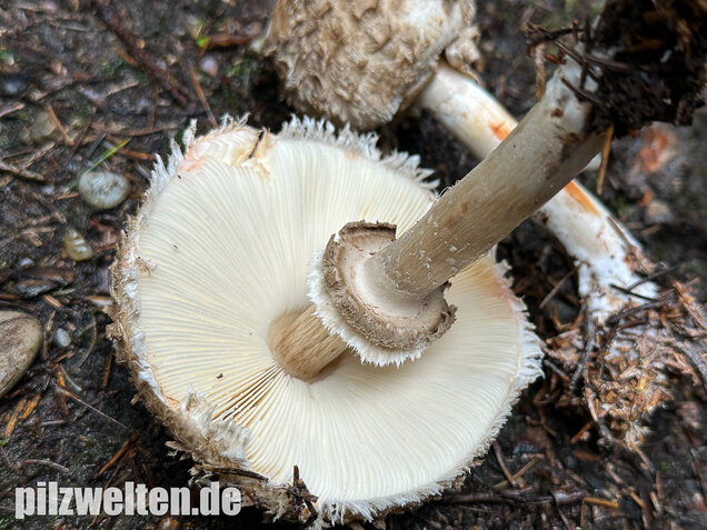 Olivbrauner Safranschirmling, Wald-Safranschirmling, Chlorophyllum olivieri