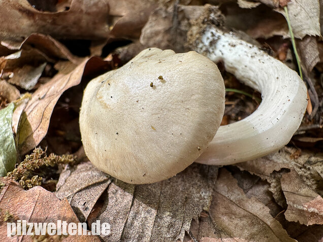 Schlehenrötling, Blasser Frühlingsrötling, Entoloma sepium