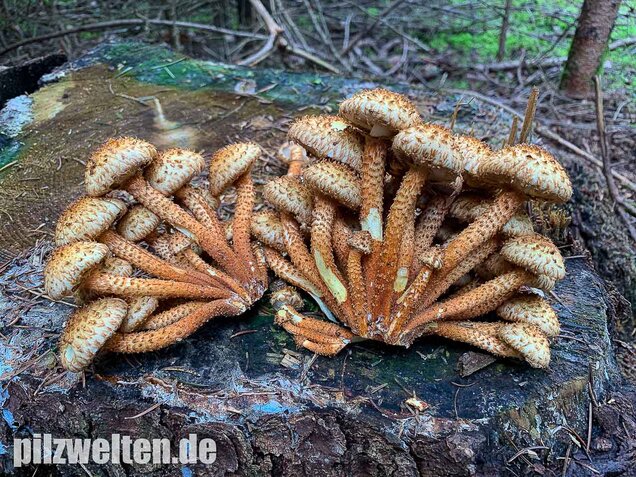 Sparriger Schüppling, Pholiota squarrosa