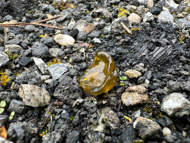 Sternenrotz, Sternenschnäutzer, Cyanobakterien, Nostoc