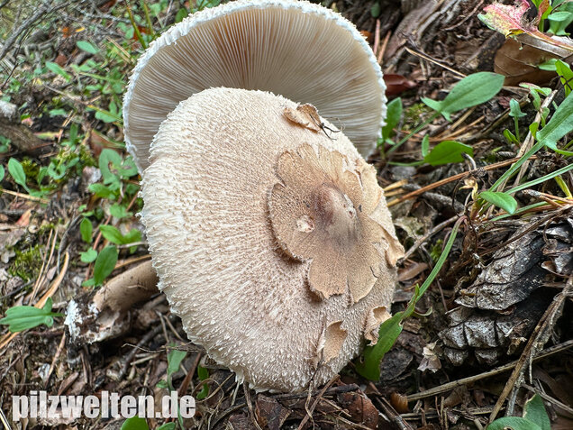 Sternschuppiger Riesenschirmling, Grobscholliger Riesenschirmling, Macrolepiota rhodosperma