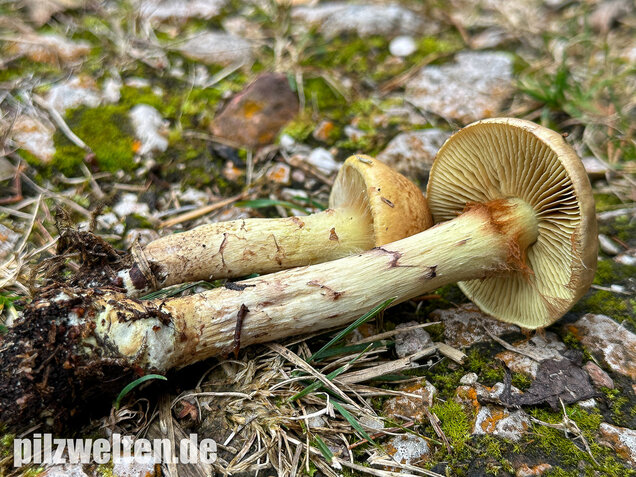 Stinkender Schleimkopf, Gelber Schleimkopf, Phlegmacium mussivum