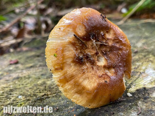 Stinktäubling, Russula foetens