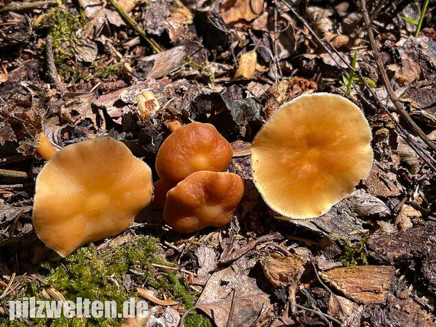 Waldfreundrübling, Gemeiner Rübling, Gymnopus dryophilus