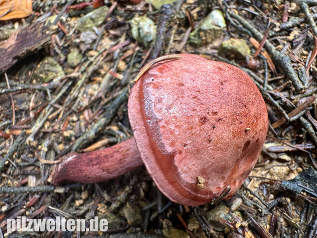 Weinroter Purpur-Schneckling, Hygrophorus capreolarius