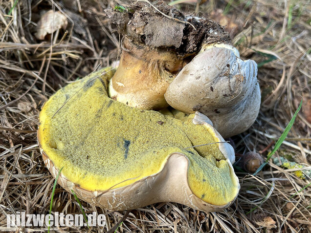 Wurzelnder Bitterröhrling, Caloboletus radicans