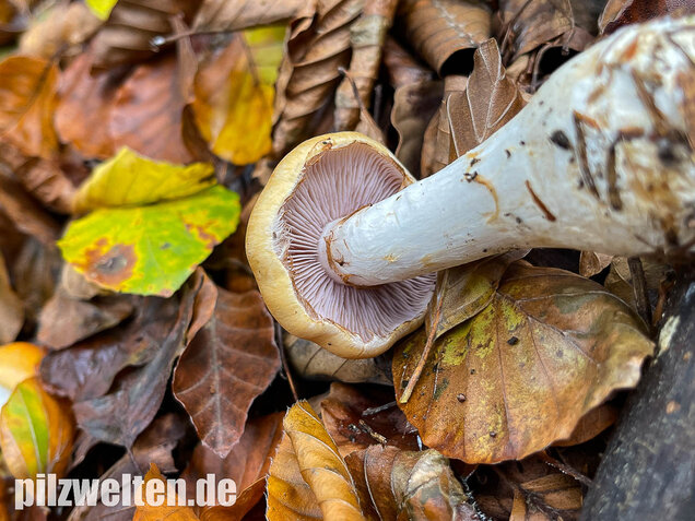 Ziegelgelber Schleimkopf, Semmelgelber Schleimkopf, Cortinarius varius