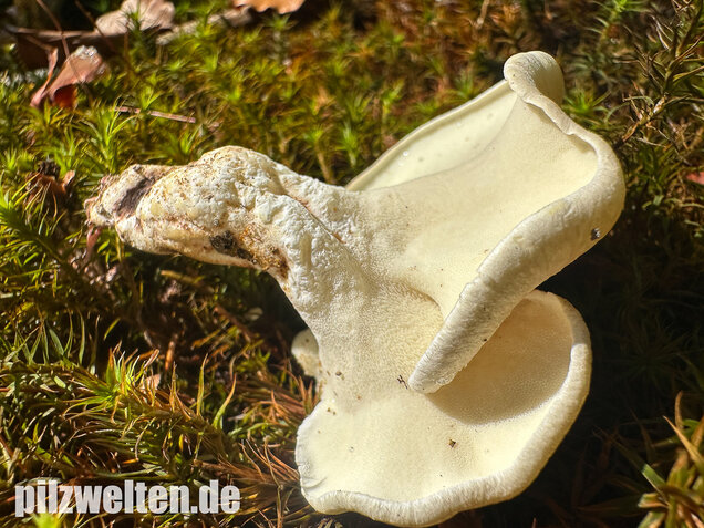Zitronenporling, Albatrellus citrinus