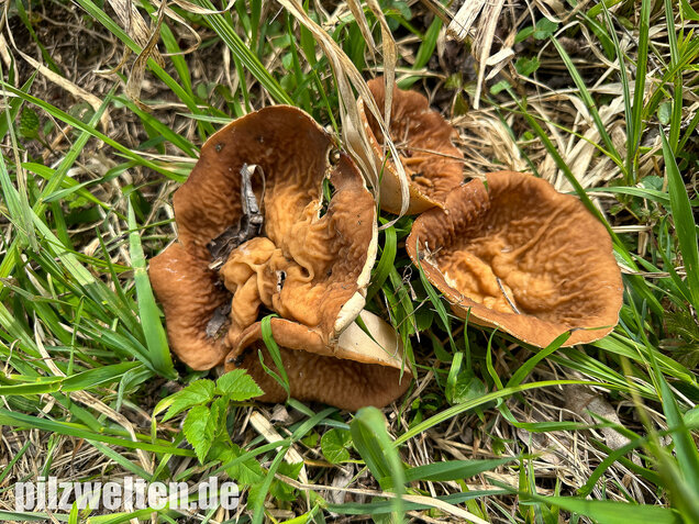 Morchelbecherling, Disciotis venosa