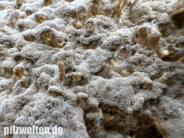 Angebrannter Rauchporling, Bjerkandera adusta