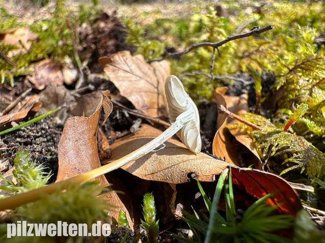 Bitterer Kiefernzapfenrübling, Strobilurus tenacellus