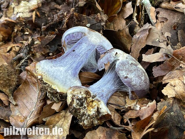 Blauer Klumpfuß, Cortinarius caerulescens