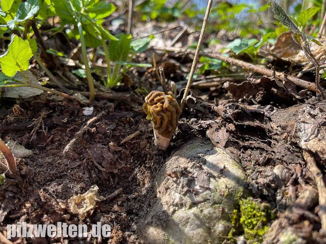 Böhmische Verpel, Verpa bohemica