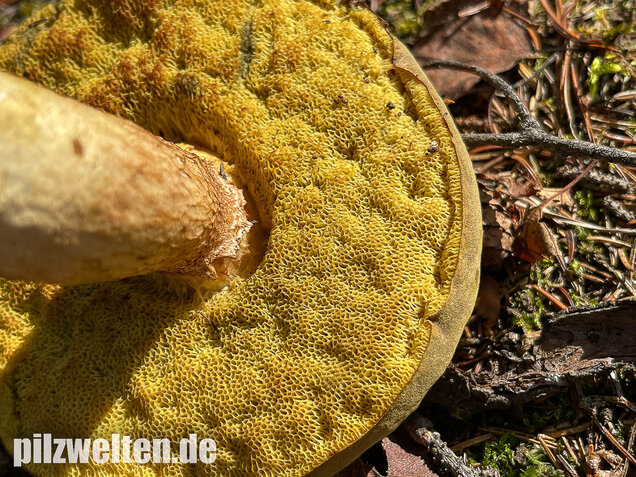 Brauner Filzröhrling, Braune Ziegenlippe, Xerocomus ferrugineus