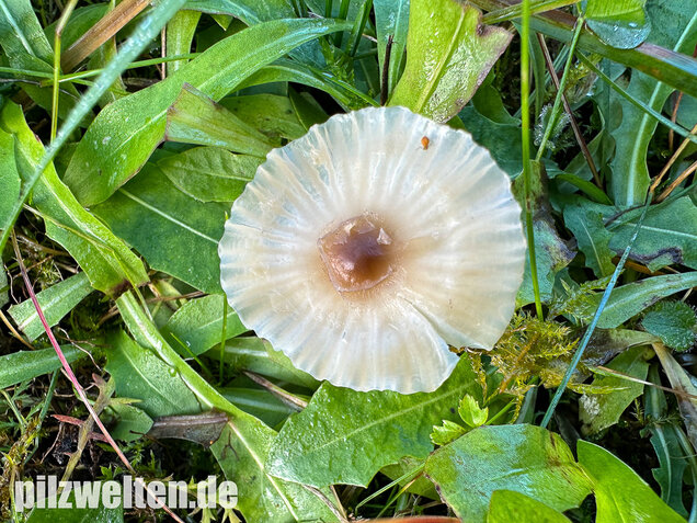 Dunkelscheibiger Ellerling, Hygrocybe virginea var. fuscescens
