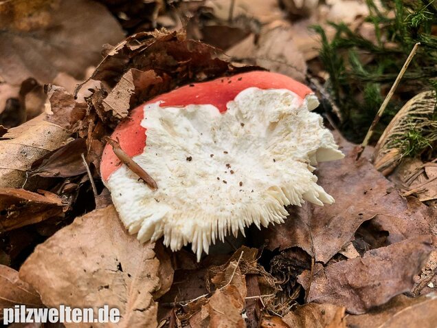 Buchenspeitäubling, Russula nobilis