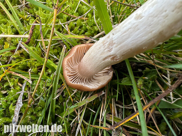 Dattelbrauner Ellerling, Cuphophyllus colemannianus