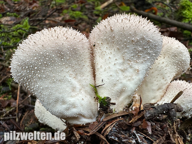 Flaschenstäubling, Flaschenbovist, Lycoperdon perlatum