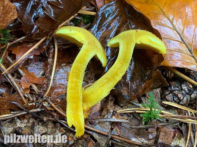 Goldgelber Holzritterling, Tricholomopsis decora