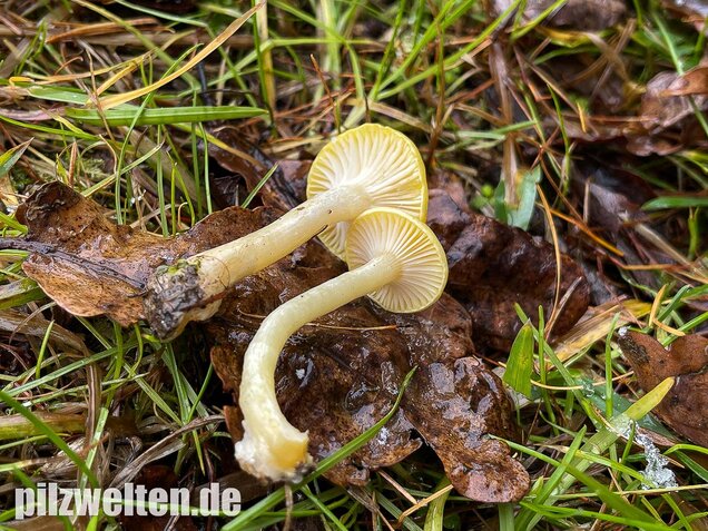 Gelber Lärchenschneckling, Hygrophorus lucorum