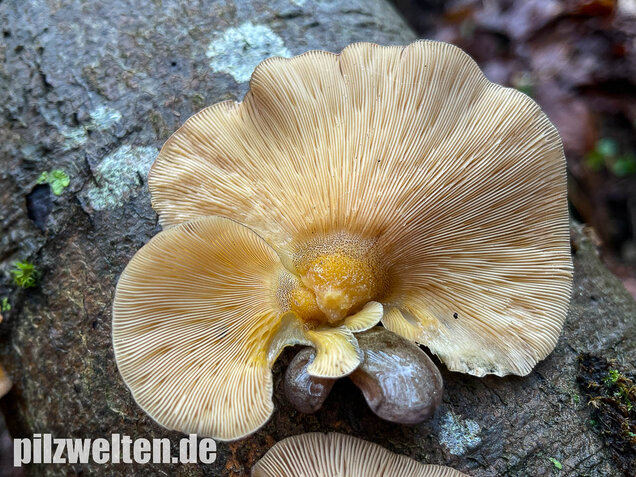 Gelbstieliger Muschelseitling, Sarcomyxa serotina