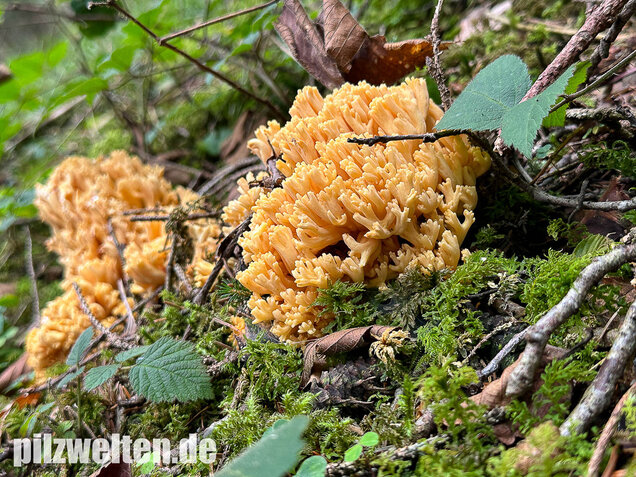 Gelbwerdende Koralle, Rosagelbliche Koralle, Ramaria flavescens