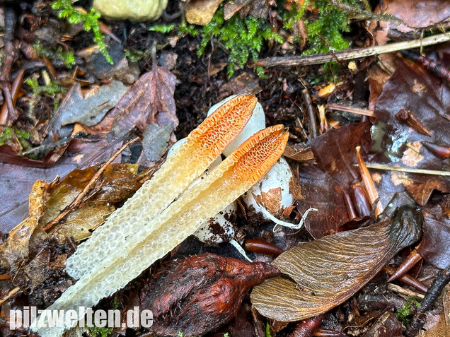 Gemeine Hundsrute, Mutinus caninus