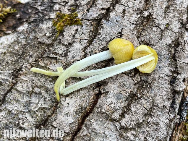 Goldmistpilz, Bolbitius titubans