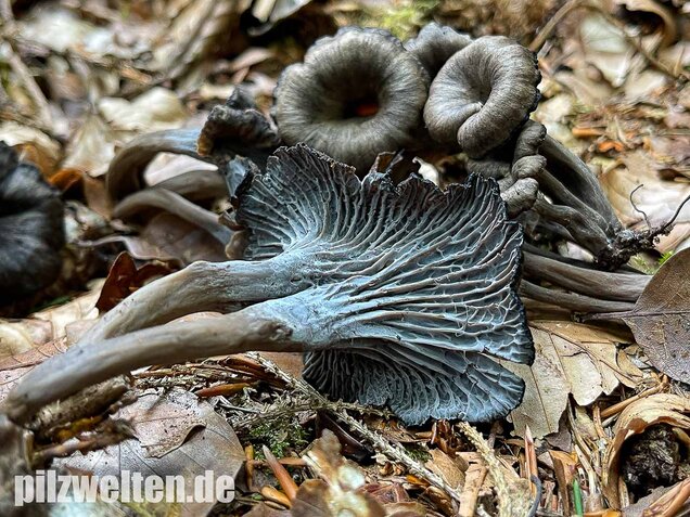 Grauer Pfifferling, Craterellus cinereus