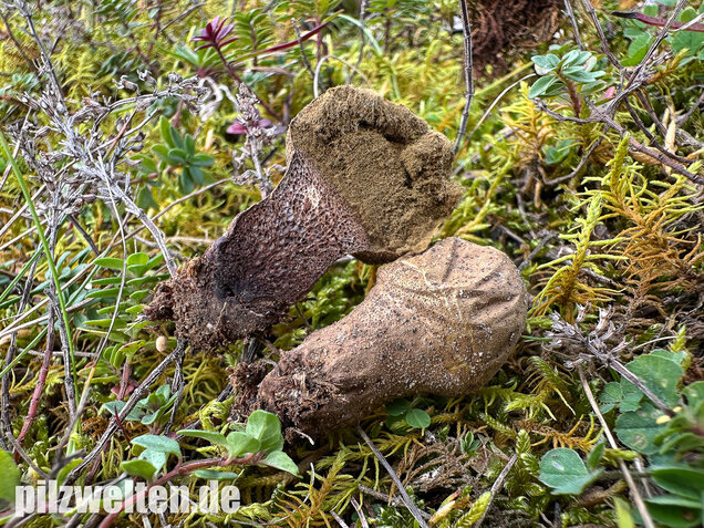 Grauer Stäubling, Trockenrasenstäubling, Lycoperdiscus lividus