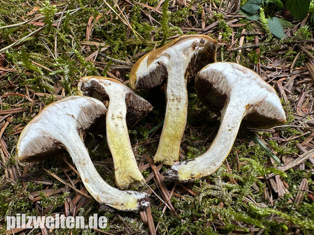 Gelbfleischiger Lärchenröhrling, Bresadolas Lärchenröhrling, Suillus bresadolae