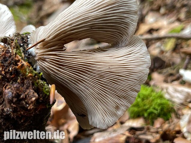 Großes Stummelfüßchen, Crepidotus autochthonus