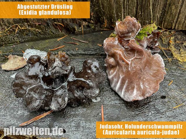 Abgestutzter Drüsling, Stoppeliger Drüslinge, Exidia glandulosa