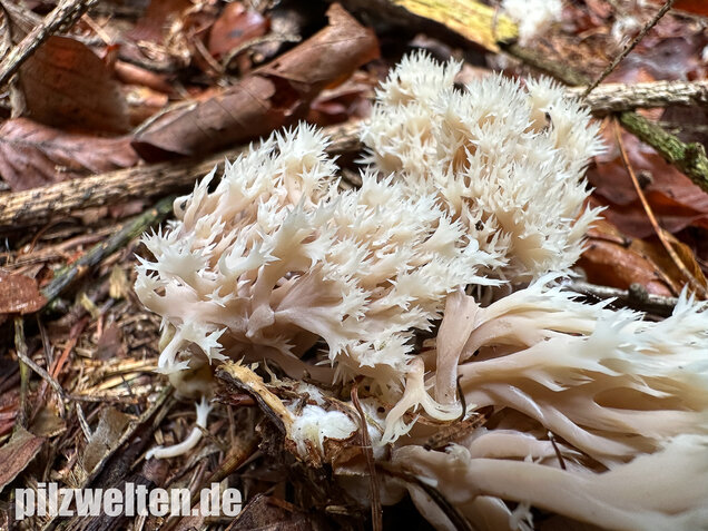 Kammkoralle, Kammförmiger Keulenpilz, Clavulina coralloides