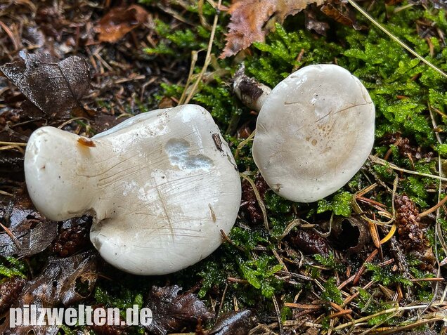 Mehlräsling, Clitopilus prunulus