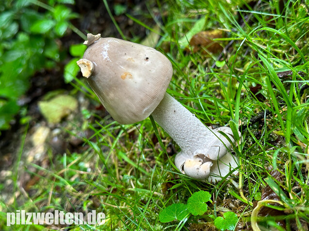 Ockergrauer Scheidenstreifling, Ockergrauer Riesenstreifling, Amanita lividopallescens